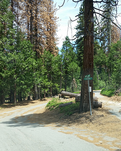 Trees cut on Woodland Rd