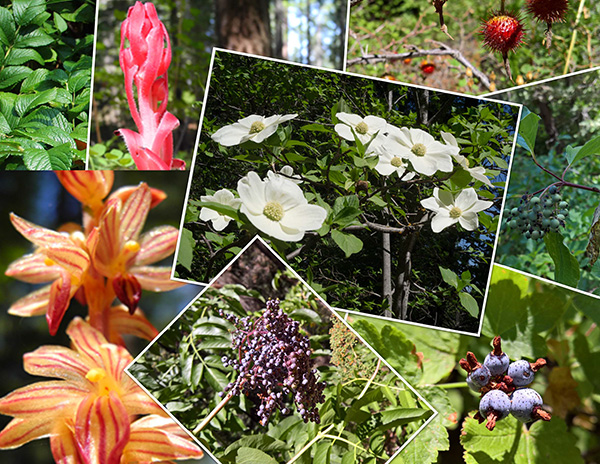 Fruits & Flowers of Dogwood