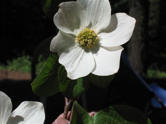 Dogwood Flower