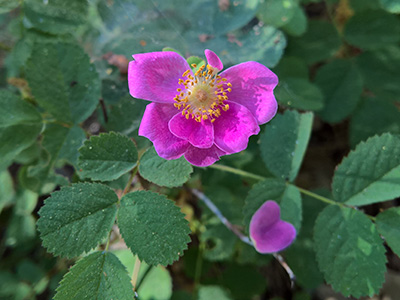 Rose Flower